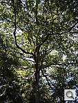 Click to see YP1000899.JPG