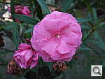 Click to see Y_PROTOTYPE_P1040308.JPG