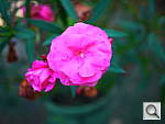 Click to see Y_PROTOTYPE_P1040311-mycolor-dynamic.JPG