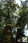 Click to see Y_PROTOTYPE_P1040325.JPG