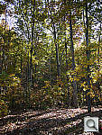 Click to see YP1030485.jpg