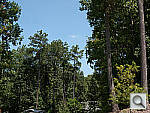 Click to see DMCGF3PINE_ACRu250r03.JPG