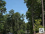Click to see DMCGF3PINE_SP.JPG