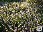 Click to see YP1010403.JPG