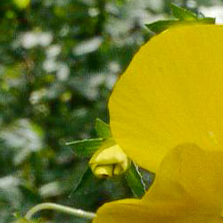 Panasonic GH2 video depth of field example 2