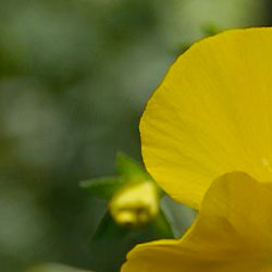 Panasonic Lumix GH2 video - depth of field example 1