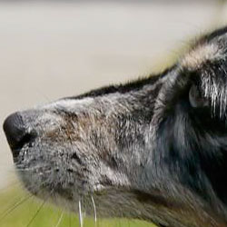 Lumix GH2 video - autofocus tracking example 8