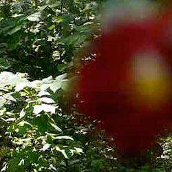 Panasonic GH2 video focus shift example1