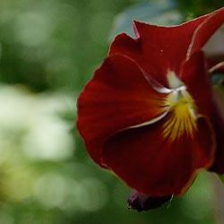 Lumix GH2 focus shift example 2
