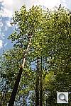 Click to see YYSDIM0095.JPG