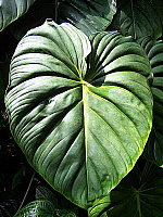 Click to see Y100_0359.JPG