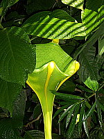 Click to see Y100_0362.JPG