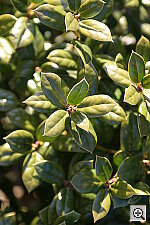 Click to see YIMG_0182.HTM