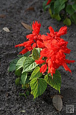 Click to see YIMG_0197.JPG