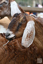 Click to see YIMG_0890.JPG