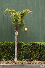 Sony DSC-T33 digital camera image