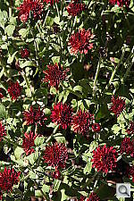 Click to see YIMG_6477.JPG
