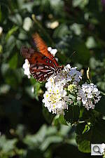 Click to see YIMG_6497.JPG