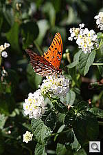 Click to see YIMG_6501.JPG