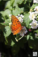 Click to see YIMG_6504.JPG