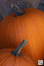 Click to see YIMG_6540.JPG