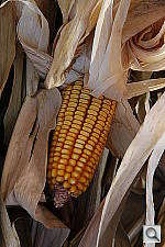 Click to see YIMG_6549.JPG