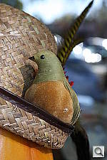 Click to see YIMG_6556.JPG