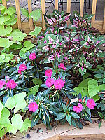 Click to see YDSCF0094.JPG