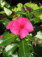 Click to see YDSCF0096.JPG