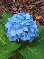 Click to see YDSCF0101.JPG