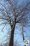 Click to see YIMG_7693.JPG