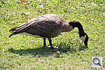 Click to see YIMG_9971.JPG