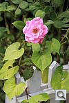 Click to see YIMG_9987.JPG