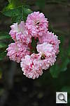 Click to see YIMG_9998.JPG