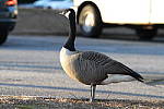 Click to see YIMG_5002.JPG