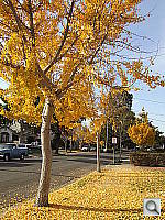 Click to see YDSCF0664.JPG