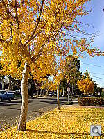 Click to see YDSCF0667.JPG