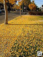 Click to see YDSCF0673.JPG