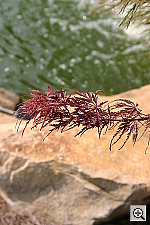 Click to see YIMG_0660u.JPG