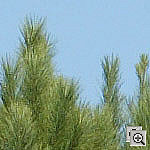 Click to see ZE1DSILO0200crop1.jpg