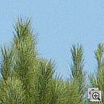 Click to see ZE1DSILO0800crop1.jpg