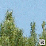 Click to see ZE1DSILO1600crop1.jpg