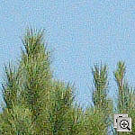 Click to see ZE1DSILO3200crop1.jpg