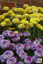 Click to see ZZFLOWERS1.JPG