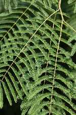 Click to see Y3EBS9909.JPG