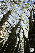 Click to see Y1DSTREES2.JPG