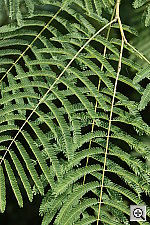 Click to see Y3EBS9909.JPG