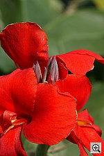 Click to see Y3EBS9913.JPG