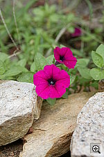 Click to see Y3EBS9914.JPG