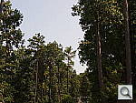 Click to see EP3PINE.JPG